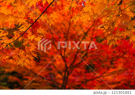 241114日枝神社z100 241114日枝神社z100 121301881
