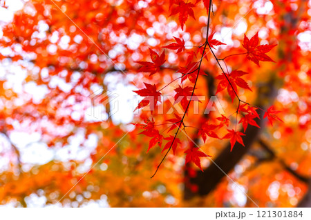 241114日枝神社z114 241114日枝神社z114 121301884