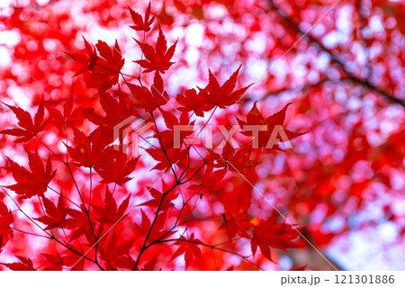 241114日枝神社z119 241114日枝神社z119 121301886