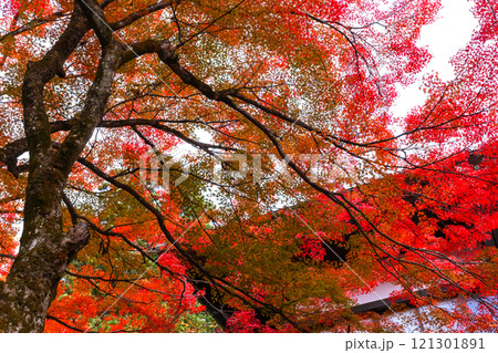 241114日枝神社z128 121301891