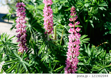 Lupine arborescens, Lupinus cosentinii Guss 121302044