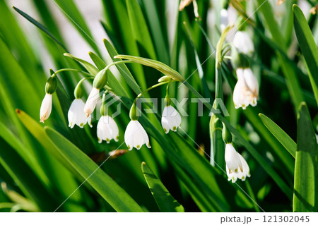 Narcissus pseudonarcissus, commonly named the wild daffodil or Lent lily 121302045