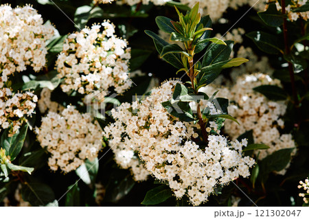 Flowering branch of laurel-leaved viburnum 121302047