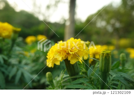Marigold flowers in the garden. Marigold is a genus of flowering plants 121302109