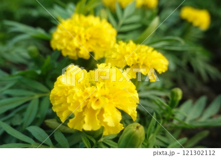 Marigold flowers in the garden. Marigold is a genus of flowering plants 121302112