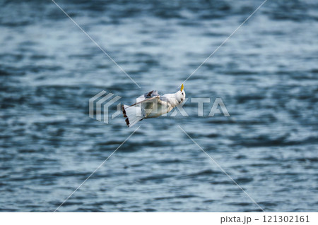 Northern fulmar seabird flying low over the sea in summer 121302161