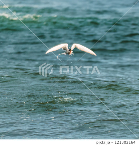 Arctic Tern bird or Kria bird flying and catching fish from the sea in summer Arctic Tern bird or Kria bird flying and catching fish from the sea in summer 121302164
