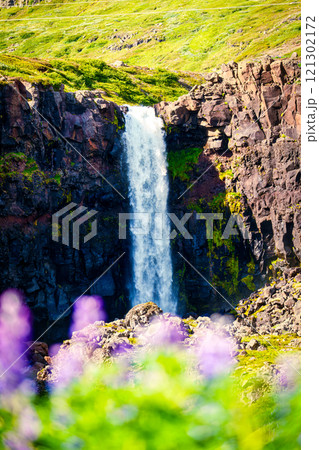 Budararfoss waterfall flowing in the valley with purple lupine flower blooming during summer 121302172