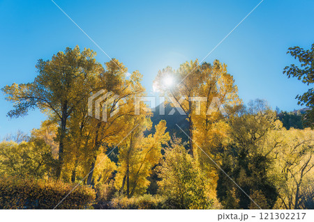 Yellow autumn leaves Ginkgo tree with sunlight on blue sky Yellow autumn leaves Ginkgo tree with sunlight on blue sky 121302217