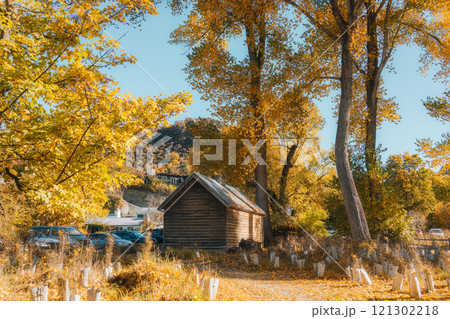 Old wooden hut under the yellow foliage tree during autumn in Arrowtown 121302218