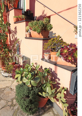 Succulents and cacti of different species in terracotta pots outside in sunny weather. Nature and beauty near house.  121302250