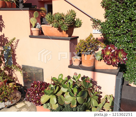 Succulents and cacti of different species in terracotta pots outside in sunny weather. Nature and beauty near house.  121302251