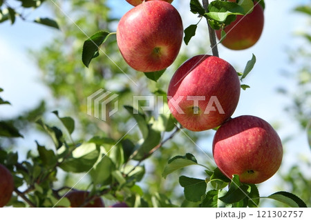 赤く色づいたりんごのクローズアップ 【青空背景】 121302757