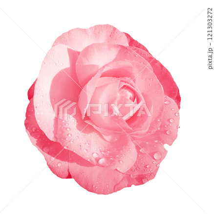 Pink rose flower isolated on white background. Clipping path included. 121303272