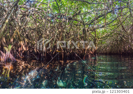 Lush mangrove forest with crystal-clear water reflecting the intricate roots. Tropical nature, biodiversity, and eco-tourism concept in a serene and untouched environment 121303401