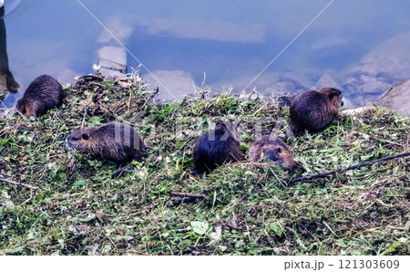 Myocastor coypus on the banks of the Nitra River in the city of Nitra in Slovakia. Myocastor coypus on the banks of the Nitra River in the city of Nitra in Slovakia. 121303609