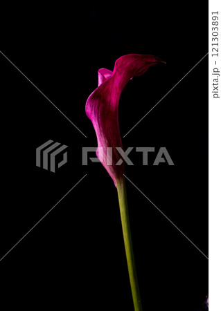 Close-up of a single pink calla lily in low light against black Close-up of a single pink calla lily in low light against black 121303891