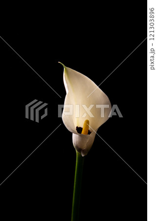 Close-up of a single white calla lily in low light against black 121303896