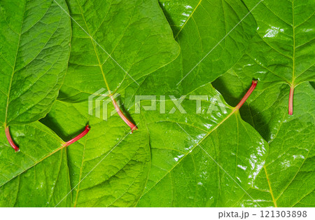 Macro photo of a green leaves Fallopia japonica. Macro photo of a green leaves Fallopia japonica. 121303898