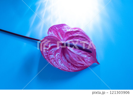 Tropical flamingo flower lilac anthurium on a blue shining background 121303906