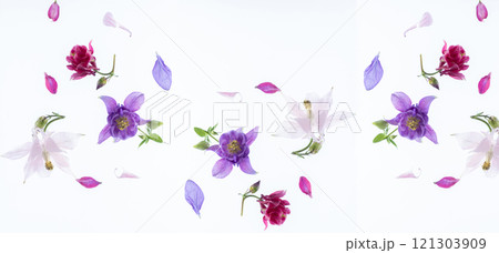 banner. Floating spring flowers aquilegia isolated on a white banner. Floating spring flowers aquilegia isolated on a white 121303909