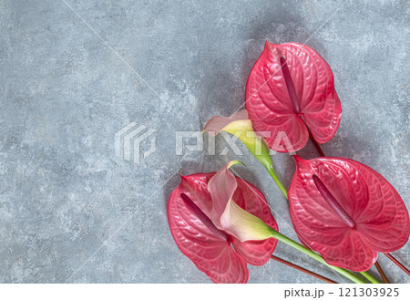 Tropical flamingo flowers pink anthuriums and calla lilies on a gray 121303925