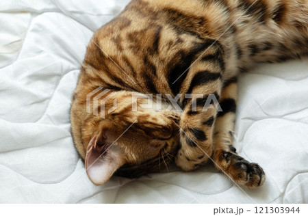 sweet sleep. Close-up the Bengal cat covers its face with its paw and 121303944