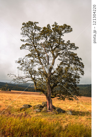 A solitary tree stands majestically in a golden meadow, surrounded by rocky outcrops under a moody sky, capturing the beauty of nature in a tranquil setting. 121304220