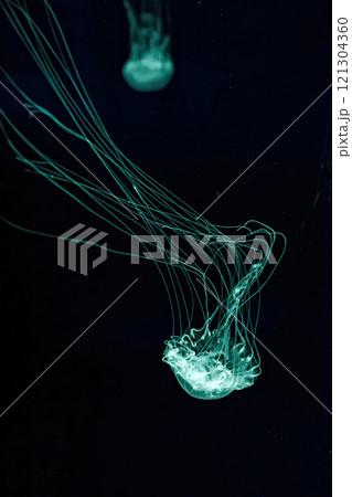 Macro shot of Chrysaora quinquecirrha underwater 121304360