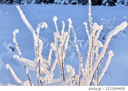 Laconic composition with wet snow on roadside bushes. Laconic composition with wet snow on roadside bushes. 121304409