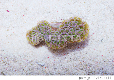 Green Stalk Wall Hammer Coral, Euphyllia ancora 121304511