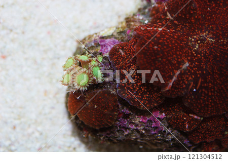Red Spotted Red Mushroom Rock with Green Flower Pot Coral, Actinodiscus spp, Goniopora spp 121304512