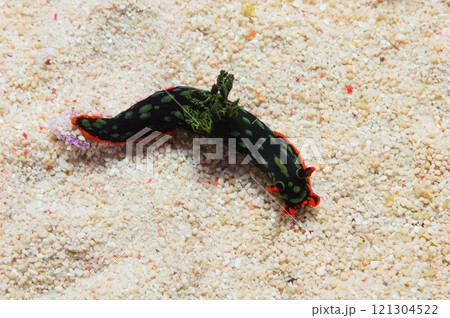 Cristate Neon Slug, Nembrotha cristata Cristate Neon Slug, Nembrotha cristata 121304522