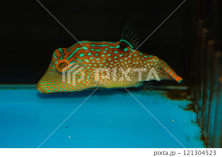 Blue Spot Toby Pufferfish, Canthigaster solandri Blue Spot Toby Pufferfish, Canthigaster solandri 121304523