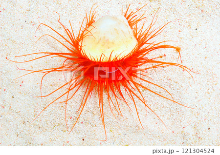 Electric Eye Scallop, Limaria spp 121304524