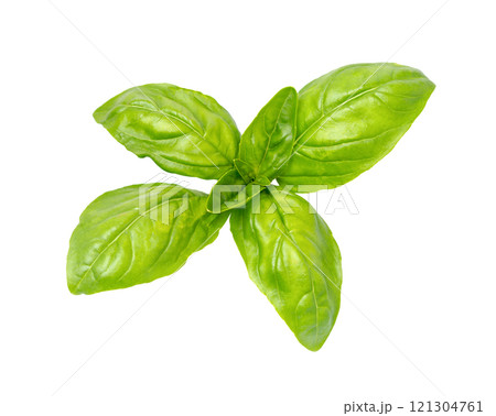 Fresh leaves basil, close-up. Fresh leaves basil, close-up. 121304761