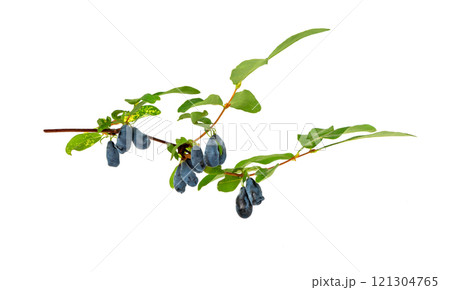 Blue Honeysuckle berries (Lonicera caerulia) with leaves. 121304765