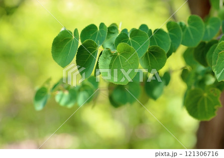 爽やか　カツラの若葉 121306716