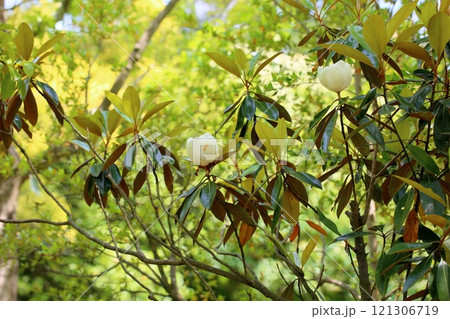 爽やか タイサンボクの花 爽やか タイサンボクの花 121306719