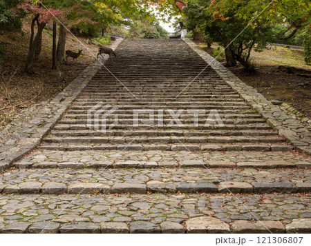 東大寺猫段の紅葉と鹿 東大寺猫段の紅葉と鹿 121306807