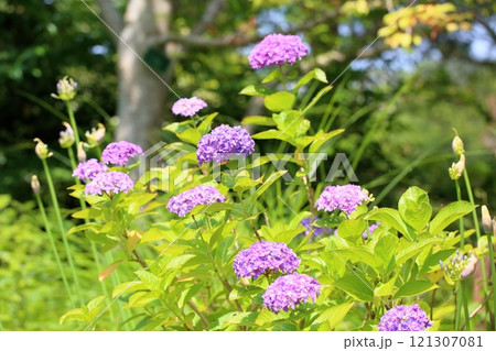 爽やか　アジサイの花 121307081