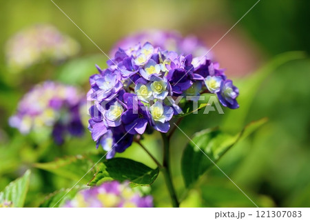 美しい バラ咲き アジサイの花 美しい バラ咲き アジサイの花 121307083