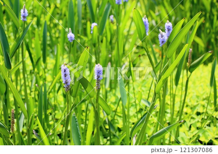 爽やか　ポンテデリアの花 121307086