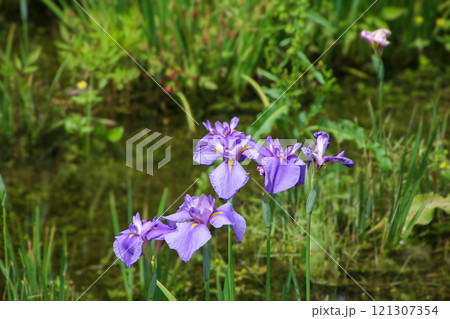 庄堺公園 121307354