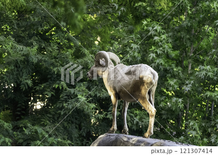 森の中のオオツノヒツジ 121307414