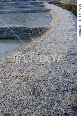 冬の水田の畦道 冬の水田の畦道 121307559