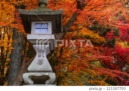 241115日枝神社z183 121307703