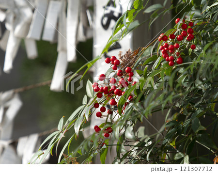 神社の鮮やかな南天と結び付けられた御神籤 神社の鮮やかな南天と結び付けられた御神籤 121307712
