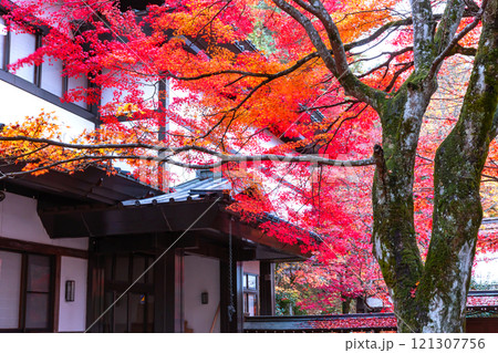 241118日枝神社z005 241118日枝神社z005 121307756