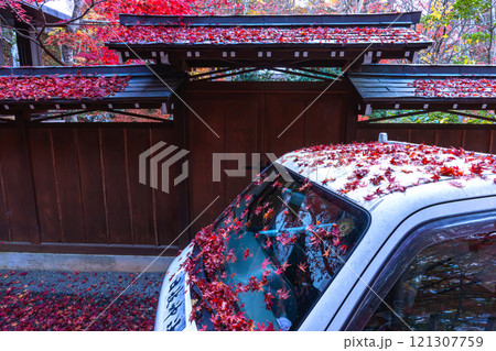 241118日枝神社z011 121307759